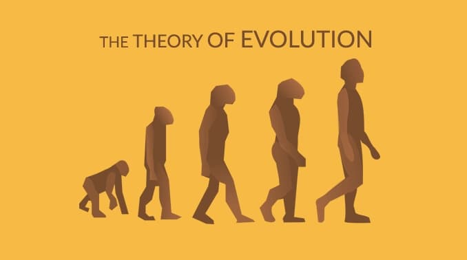 Human Evolution: What Does the Scientific Theory Say?