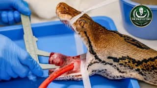World-First Snake Cancer Treatment Highlights Pakistan’s Cancer Crisis